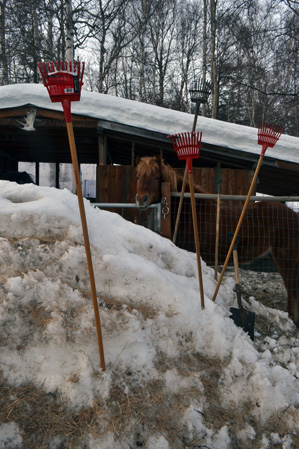 Raudi at Rake Forest University